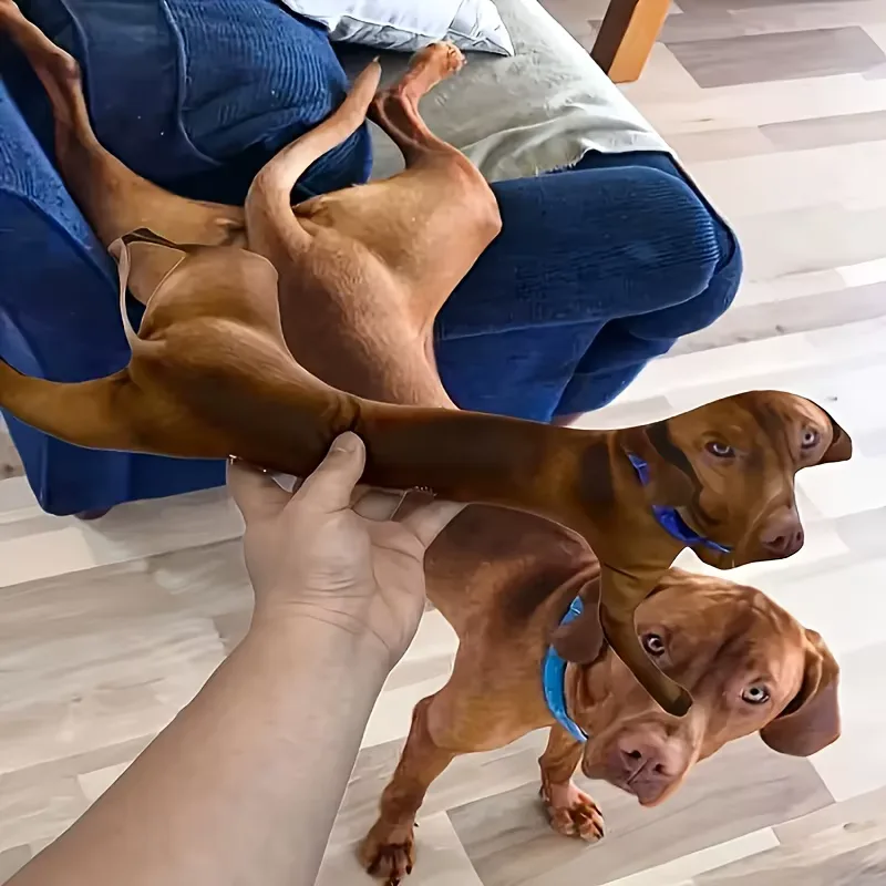 Custom Dog Stuffed Animal 3